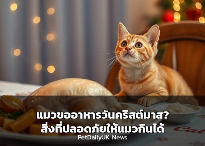 แมวขออาหารวันคริสต์มาส? สิ่งที่ปลอดภัยให้แมวกินได้