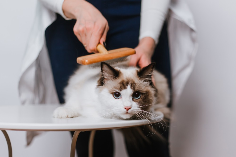 Lap Grooming Explained: 4 Vet-Verified Reasons Cats Do It