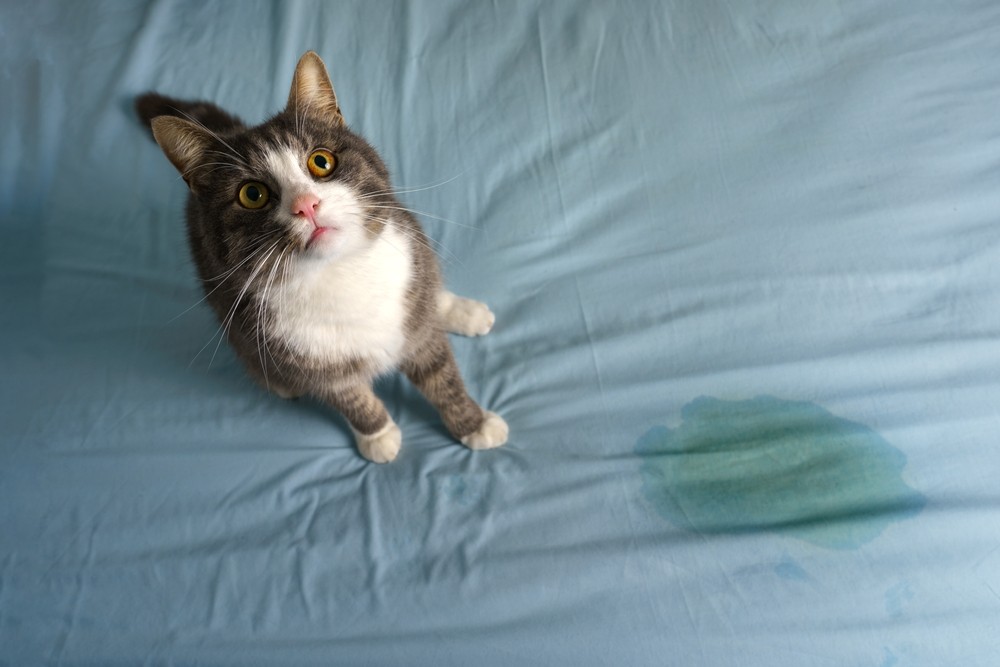 Stop the Midnight Surprise: 8 Vet-Verified Tips to Stop Your Cat from Peeing on the Bed