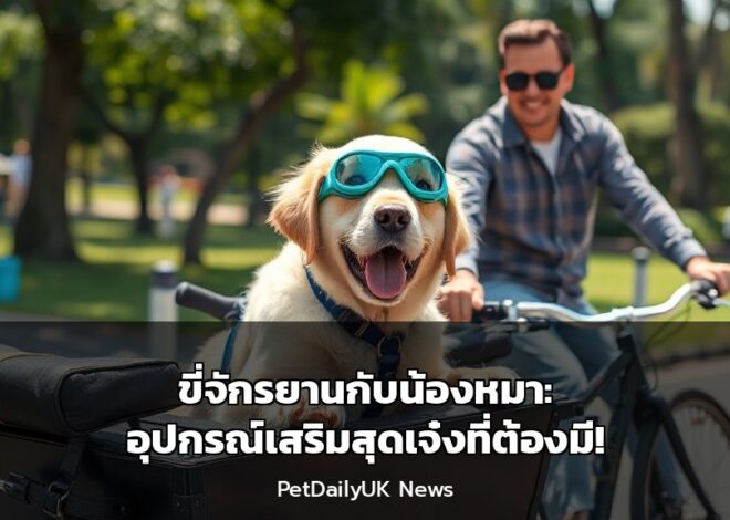 ขี่จักรยานกับน้องหมา: อุปกรณ์เสริมสุดเจ๋งที่ต้องมี!