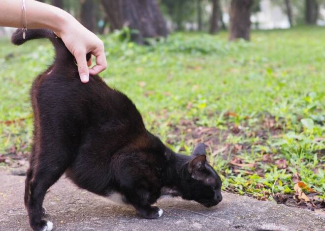 ทำไมแมวชอบเอาตูดมาใกล้หน้าคน? เปิดความหมายลับที่เจ้าของต้องรู้