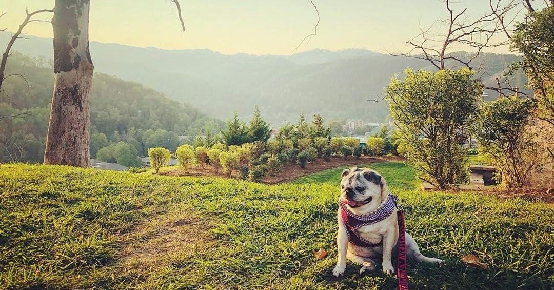 เคล็ดลับพาสุนัขเที่ยว Smoky Mountains คู่มือฉบับสมบูรณ์สำหรับคนรักสัตว์