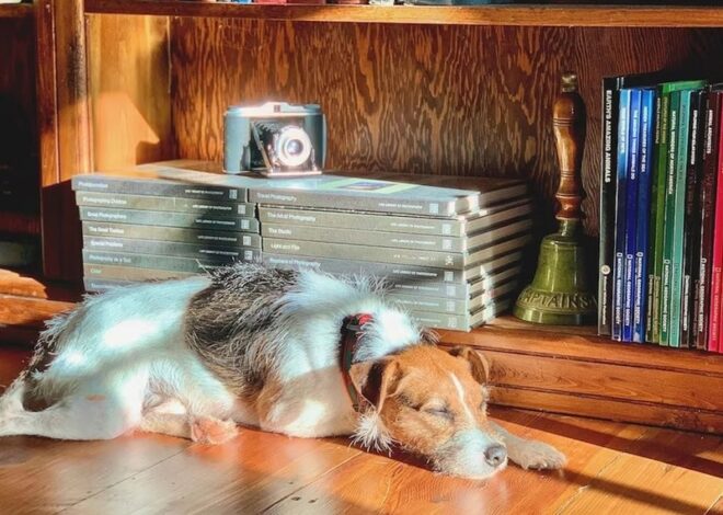 ไปเรียนพร้อมเสียงโฮ่ง! รวมมหาวิทยาลัย Pet-Friendly ที่เปิดรับน้องหมาในแคมปัส