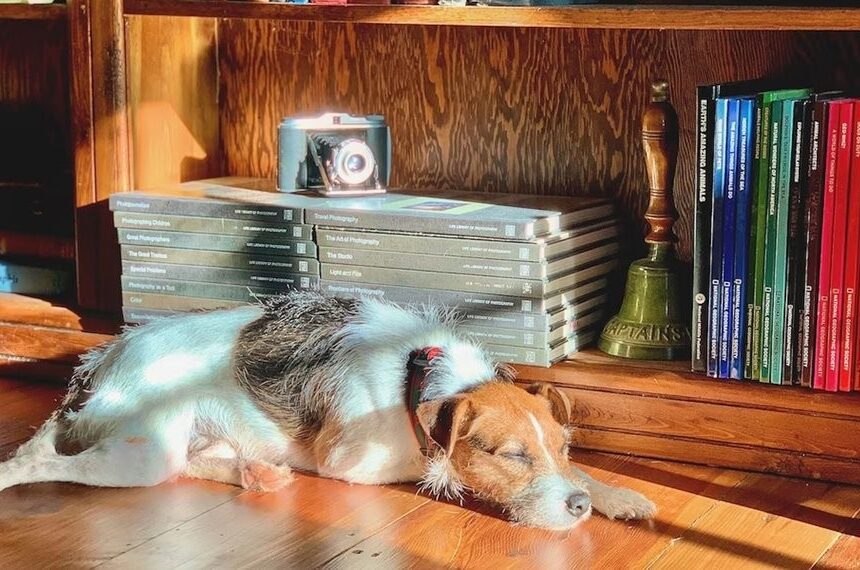 ไปเรียนพร้อมเสียงโฮ่ง! รวมมหาวิทยาลัย Pet-Friendly ที่เปิดรับน้องหมาในแคมปัส
