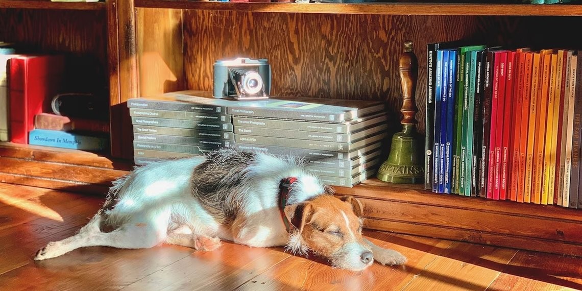 ไปเรียนพร้อมเสียงโฮ่ง! รวมมหาวิทยาลัย Pet-Friendly ที่เปิดรับน้องหมาในแคมปัส