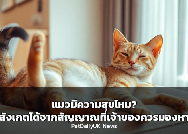 แมวมีความสุขไหม? สังเกตได้จากสัญญาณที่เจ้าของควรมองหา