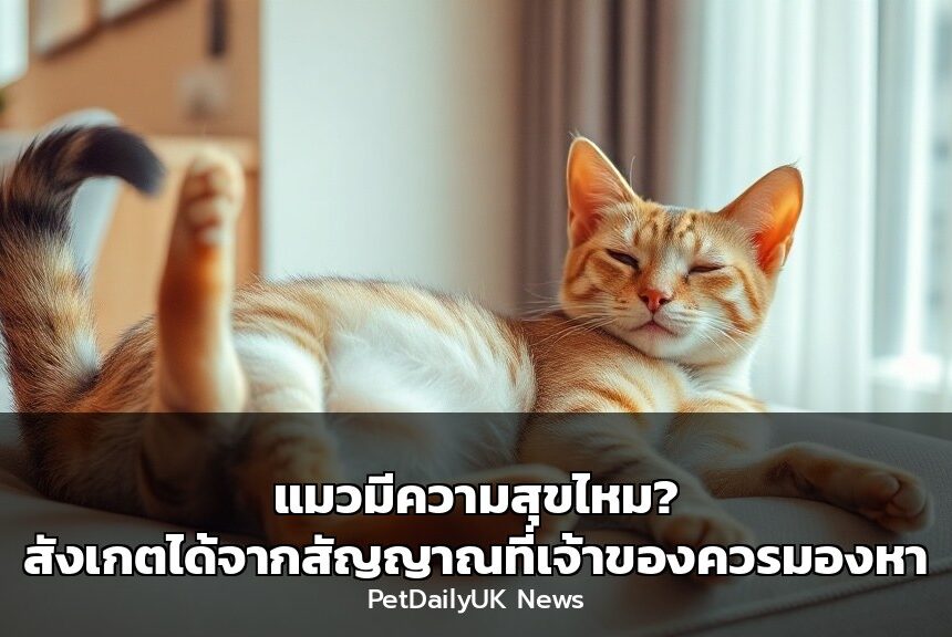 แมวมีความสุขไหม? สังเกตได้จากสัญญาณที่เจ้าของควรมองหา